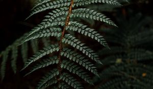 Preview wallpaper fern, leaf, bushes, dark