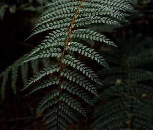 Preview wallpaper fern, leaf, bushes, dark