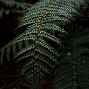 Preview wallpaper fern, leaf, bushes, dark