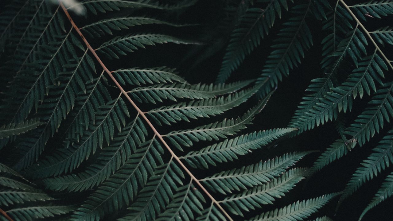 Wallpaper fern, leaf, carved, close-up, plant