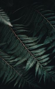 Preview wallpaper fern, leaf, carved, close-up, plant
