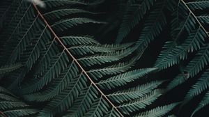 Preview wallpaper fern, leaf, carved, close-up, plant