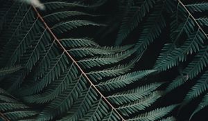 Preview wallpaper fern, leaf, carved, close-up, plant