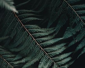 Preview wallpaper fern, leaf, carved, close-up, plant