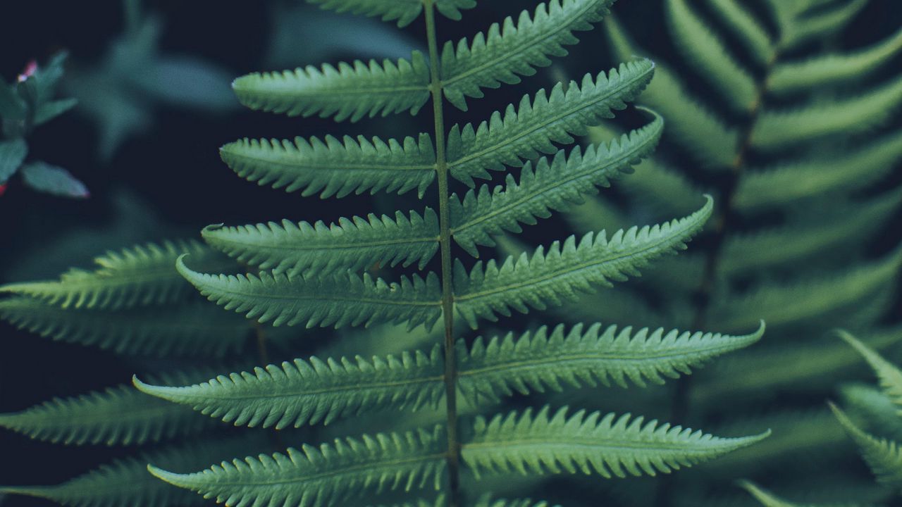 Wallpaper fern, leaf, carved, green, closeup, plant