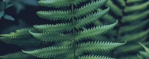 Preview wallpaper fern, leaf, carved, green, closeup, plant