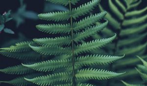 Preview wallpaper fern, leaf, carved, green, closeup, plant