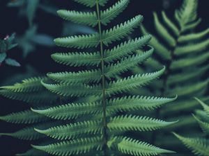 Preview wallpaper fern, leaf, carved, green, closeup, plant