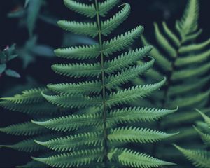 Preview wallpaper fern, leaf, carved, green, closeup, plant