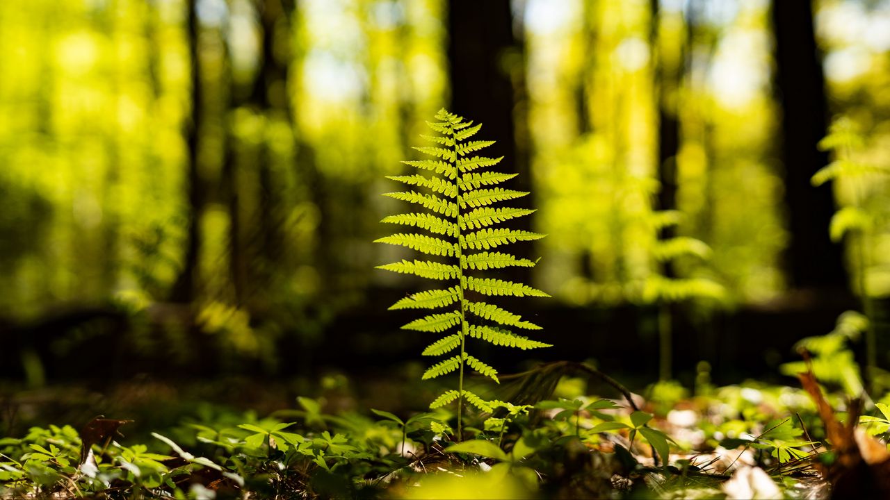 Wallpaper fern, leaf, forest, macro