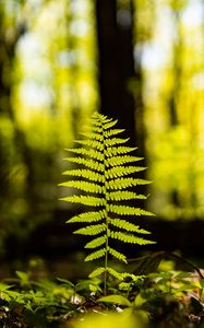 Preview wallpaper fern, leaf, forest, macro