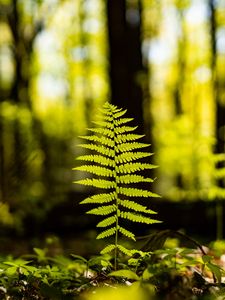 Preview wallpaper fern, leaf, forest, macro