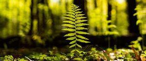 Preview wallpaper fern, leaf, forest, macro