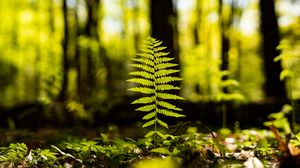 Preview wallpaper fern, leaf, forest, macro