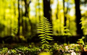 Preview wallpaper fern, leaf, forest, macro