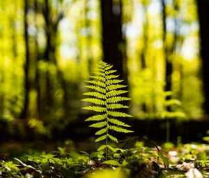 Preview wallpaper fern, leaf, forest, macro