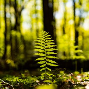 Preview wallpaper fern, leaf, forest, macro