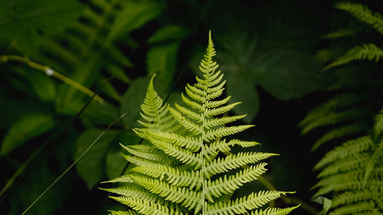 Wallpaper fern, leaf, grass, branches, green