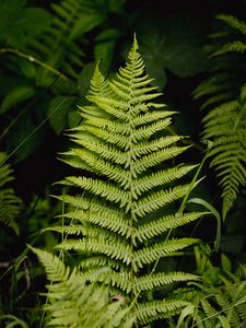 Preview wallpaper fern, leaf, grass, branches, green