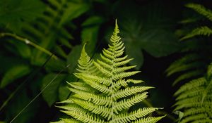 Preview wallpaper fern, leaf, grass, branches, green