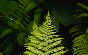 Preview wallpaper fern, leaf, grass, branches, green