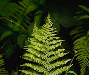 Preview wallpaper fern, leaf, grass, branches, green