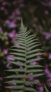 Preview wallpaper fern, leaf, green, plant, blur