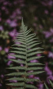 Preview wallpaper fern, leaf, green, plant, blur