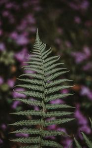 Preview wallpaper fern, leaf, green, plant, blur