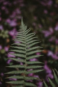 Preview wallpaper fern, leaf, green, plant, blur