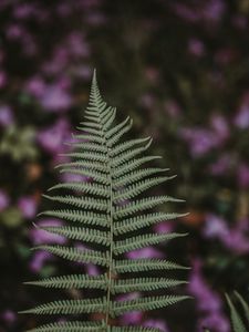 Preview wallpaper fern, leaf, green, plant, blur