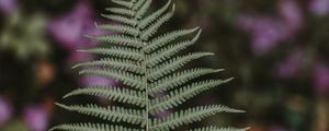 Preview wallpaper fern, leaf, green, plant, blur