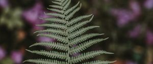 Preview wallpaper fern, leaf, green, plant, blur