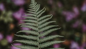 Preview wallpaper fern, leaf, green, plant, blur