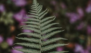 Preview wallpaper fern, leaf, green, plant, blur