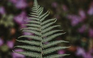 Preview wallpaper fern, leaf, green, plant, blur