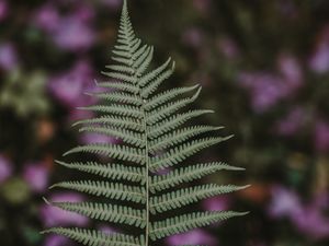 Preview wallpaper fern, leaf, green, plant, blur