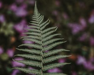 Preview wallpaper fern, leaf, green, plant, blur