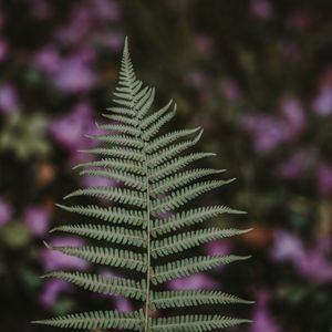 Preview wallpaper fern, leaf, green, plant, blur