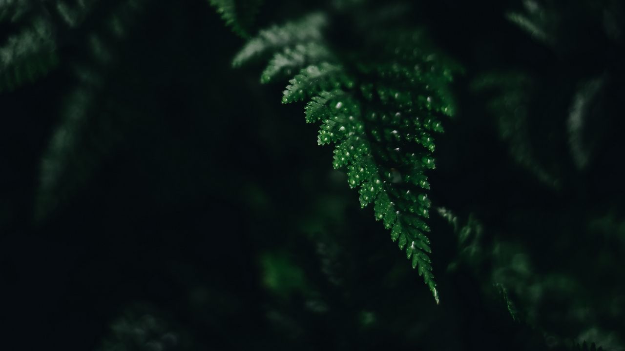 Wallpaper fern, leaf, green, carved, dark, shadow