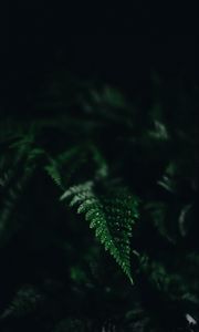 Preview wallpaper fern, leaf, green, carved, dark, shadow