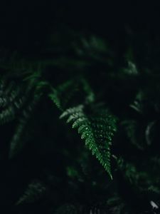 Preview wallpaper fern, leaf, green, carved, dark, shadow