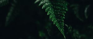 Preview wallpaper fern, leaf, green, carved, dark, shadow