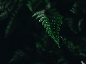 Preview wallpaper fern, leaf, green, carved, dark, shadow