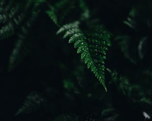 Preview wallpaper fern, leaf, green, carved, dark, shadow