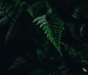 Preview wallpaper fern, leaf, green, carved, dark, shadow