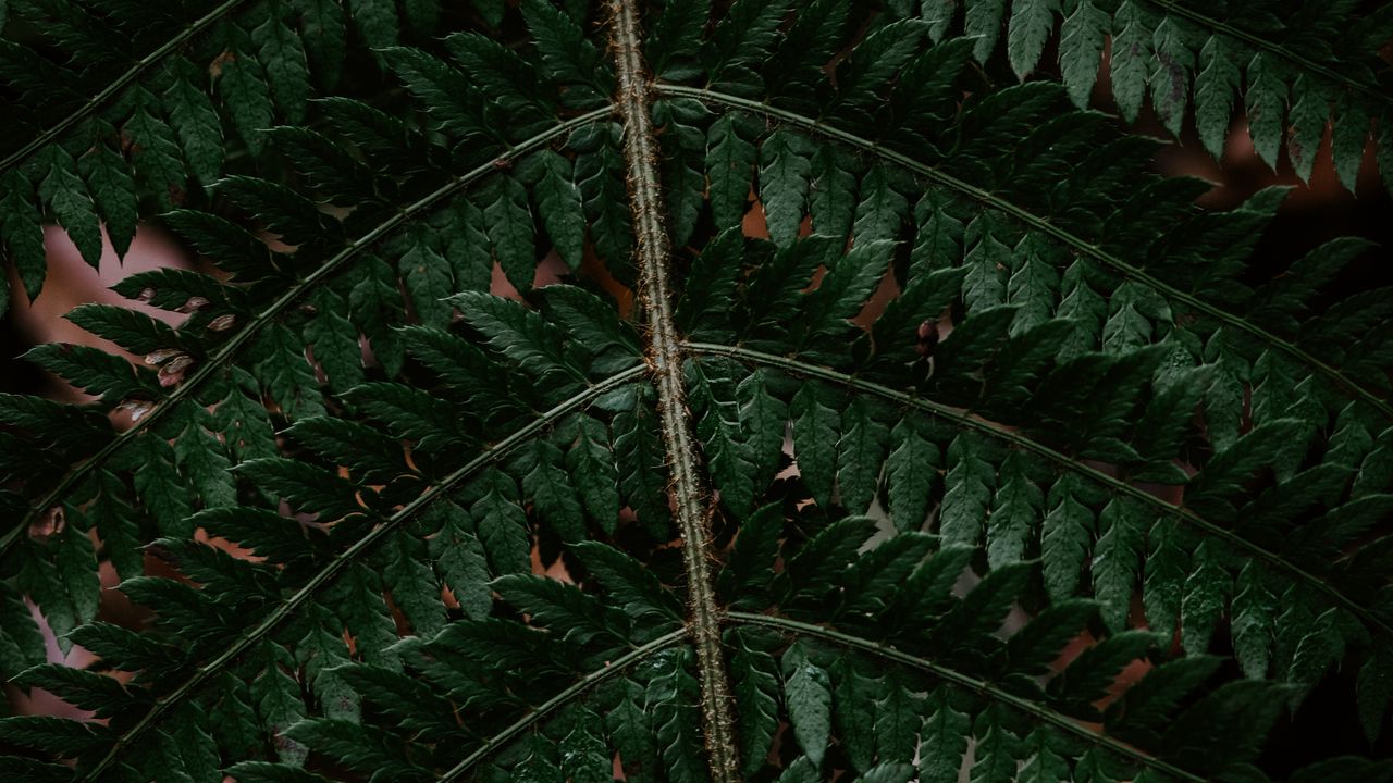 Wallpaper fern, leaf, green, carved, dark