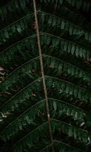 Preview wallpaper fern, leaf, green, carved, dark