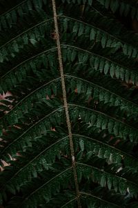 Preview wallpaper fern, leaf, green, carved, dark