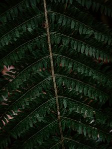 Preview wallpaper fern, leaf, green, carved, dark